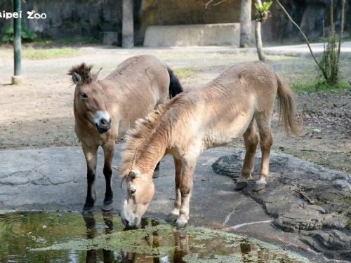4月22日世界地球日一起馬力全開！臺北市立動物園邀你用行動守護地球、認識保育與永續生活
